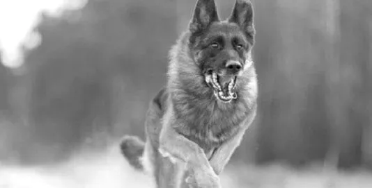 Dog standing outdoors on a leash