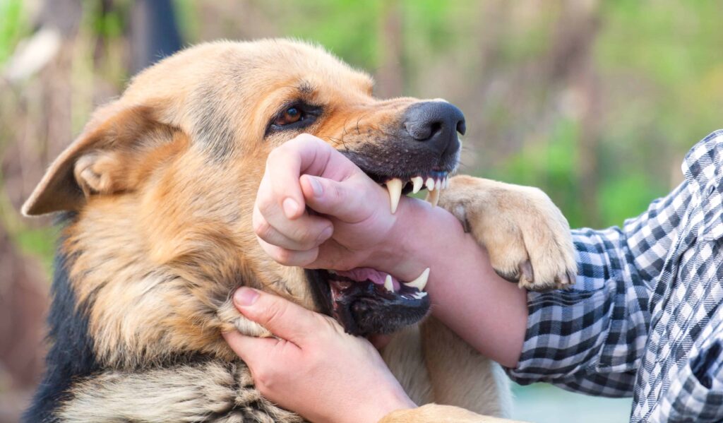Aggressive dog biting a person’s arm during a dog attack incident outdoors Aggressive dog biting a person’s arm during a dog attack incident outdoors