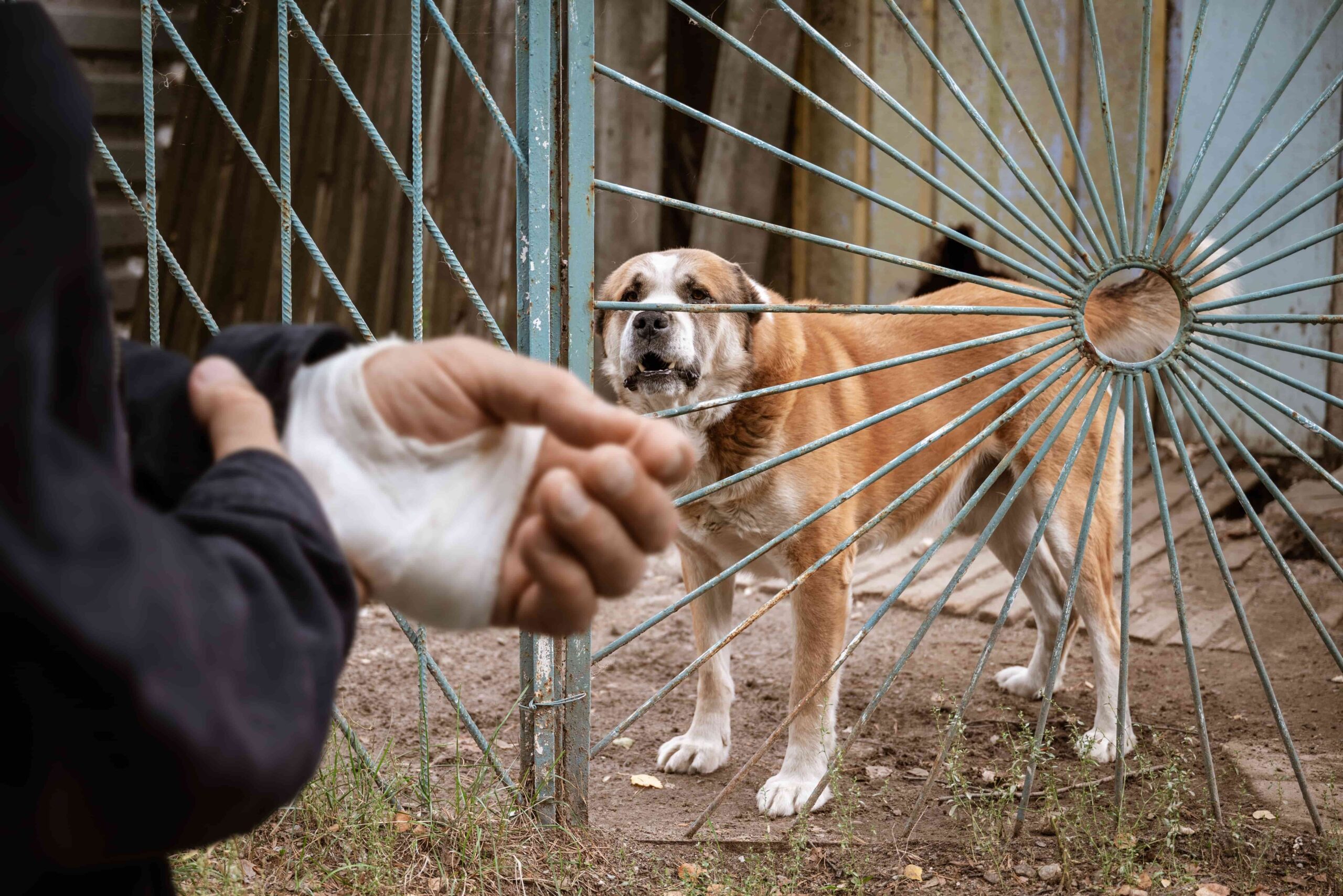 Injured person with a bandaged hand after a dog bite standing near an aggressive dog behind a fence.