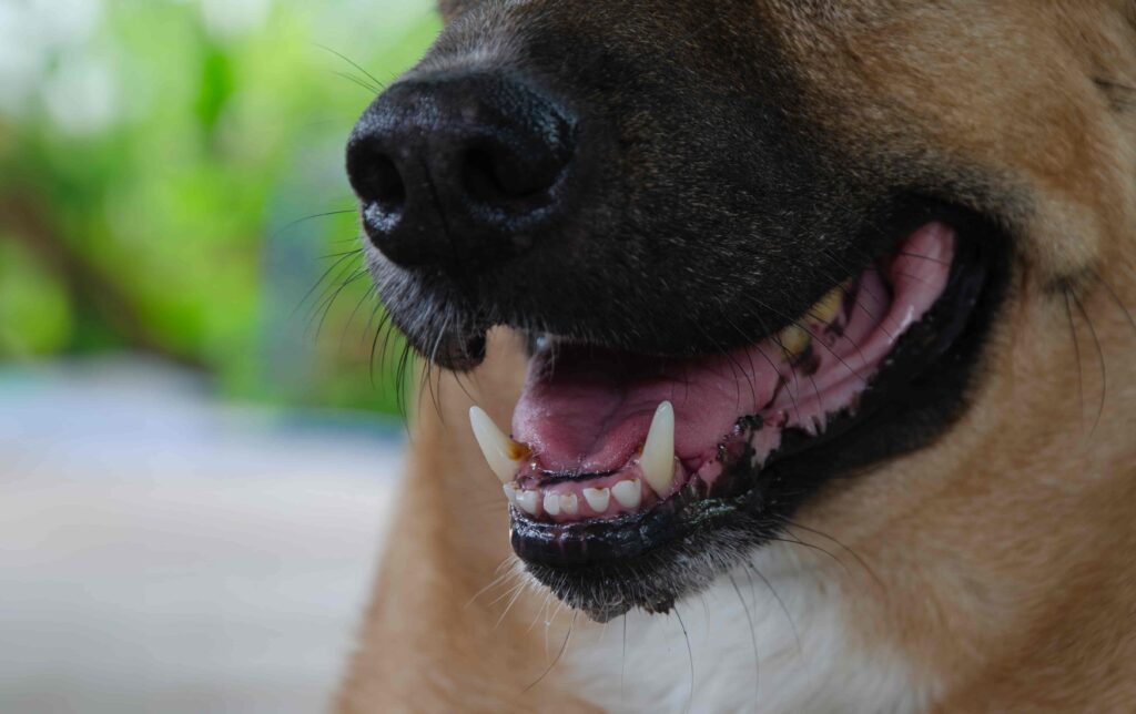 Close-up of a dog’s mouth showing sharp teeth and tongue. Close-up of a dog’s mouth showing sharp teeth and tongue.