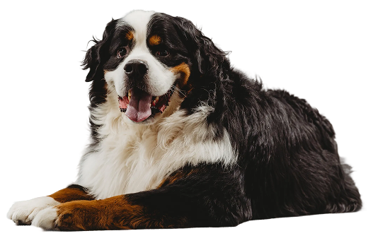 Bernese Mountain Dog