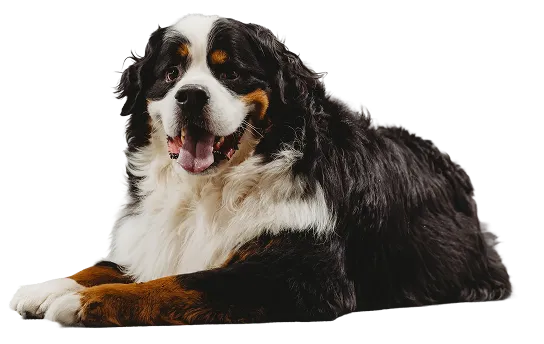Bernese Mountain Dog